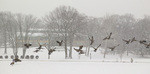 Canadian geese flying past DiMenna-Nyselius Library