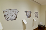 Installation image from the exhibition Specimens and Reflections by Fairfield University Art Museum