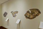 Installation image from the exhibition Specimens and Reflections by Fairfield University Art Museum